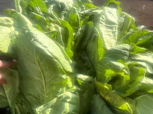 Fresh collard greens in a crate on the truck