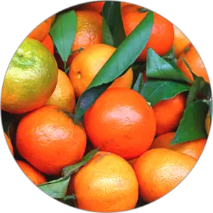 Fresh mandarin oranges with green leaves