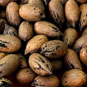 Fresh pecans in the shell
