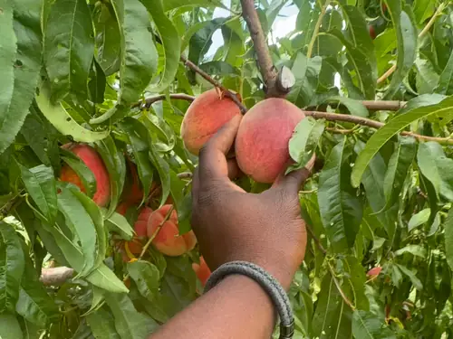 Georgia peaches being picked by hand at a Southern orchard